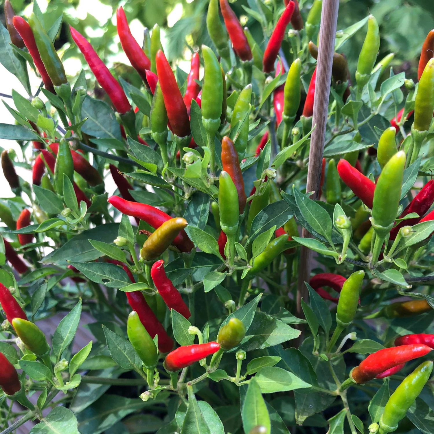 Blu Bio Chili 'Thai Chili F1', Topf-Ø 15 Cm, 3er Set - Image 9