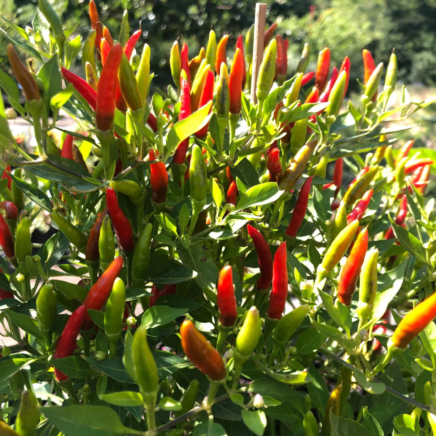 Blu Bio Chili 'Thai Chili F1', Topf-Ø 15 Cm, 3er Set