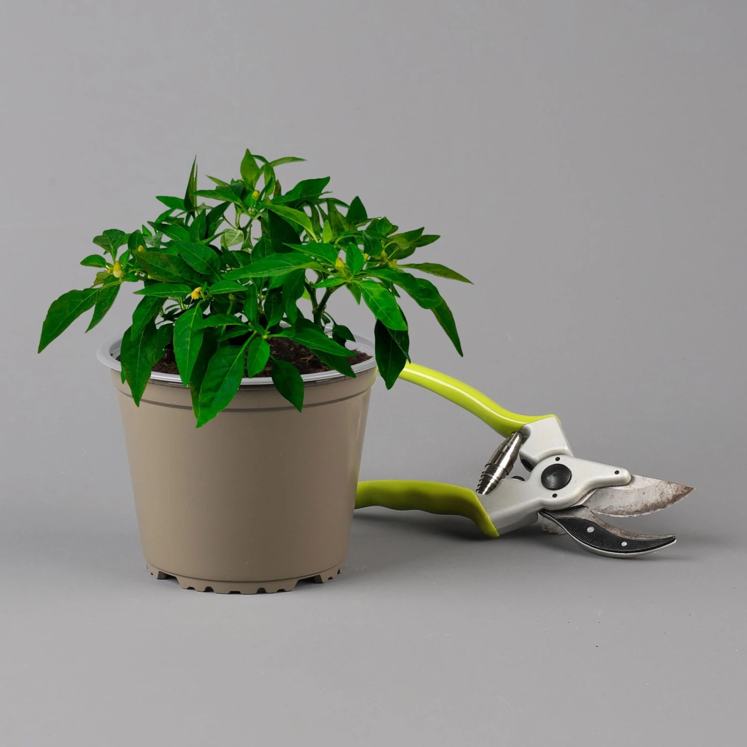 Blu Bio Chili 'Thai Chili F1', Topf-Ø 15 Cm, 3er Set - Image 6