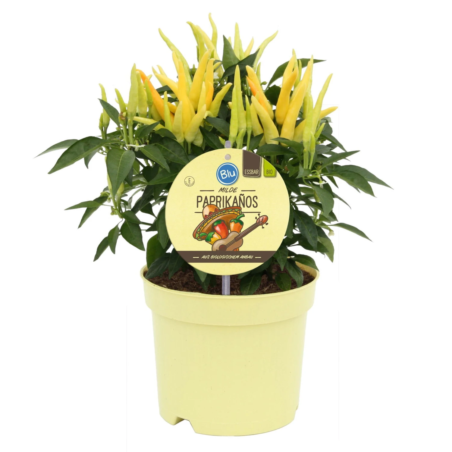 Blu Bio Paprikapflanze 'Paprikaños', Topf-Ø 15 Cm, 3er Set - Image 2