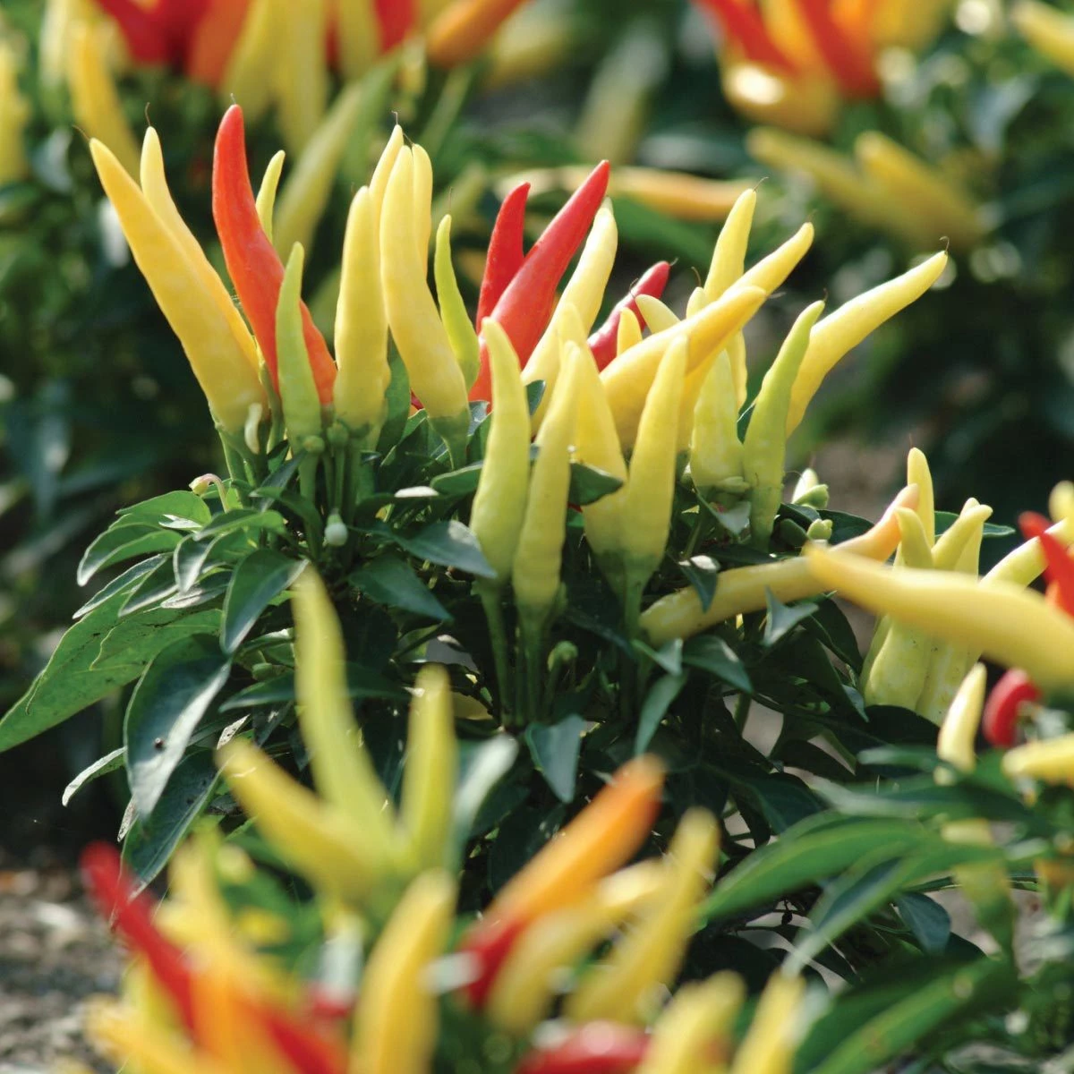 Blu Bio Paprikapflanze 'Paprikaños', Topf-Ø 15 Cm, 3er Set - Image 5