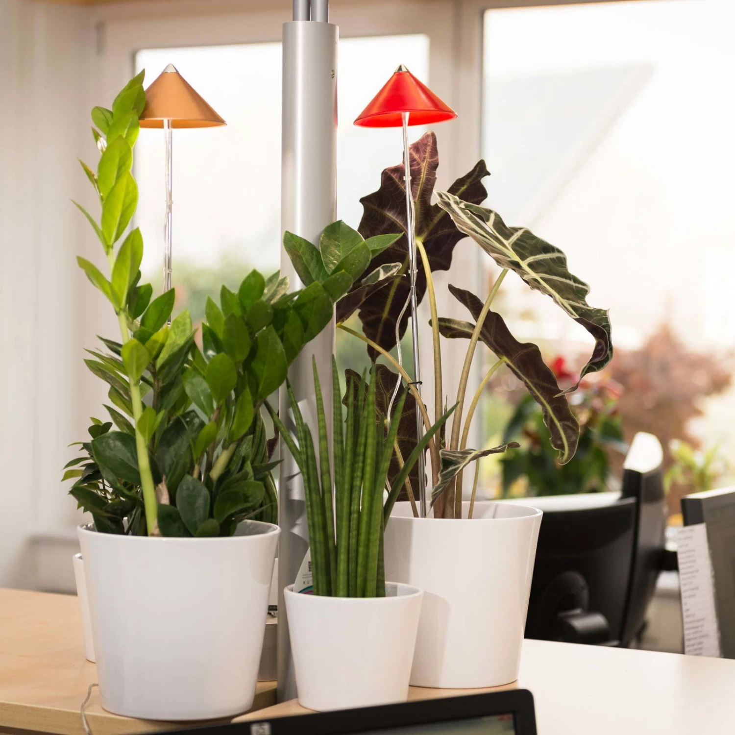 Sunlite Pflanzenlampe Kupfer, 7 Watt - Image 5