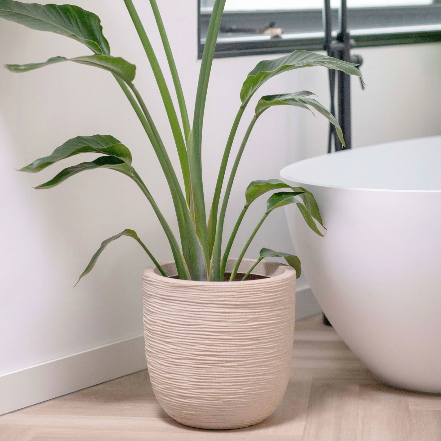 Pflanzgefäß 'Rib', Beige, Ø 35 X H 34 Cm - Image 4