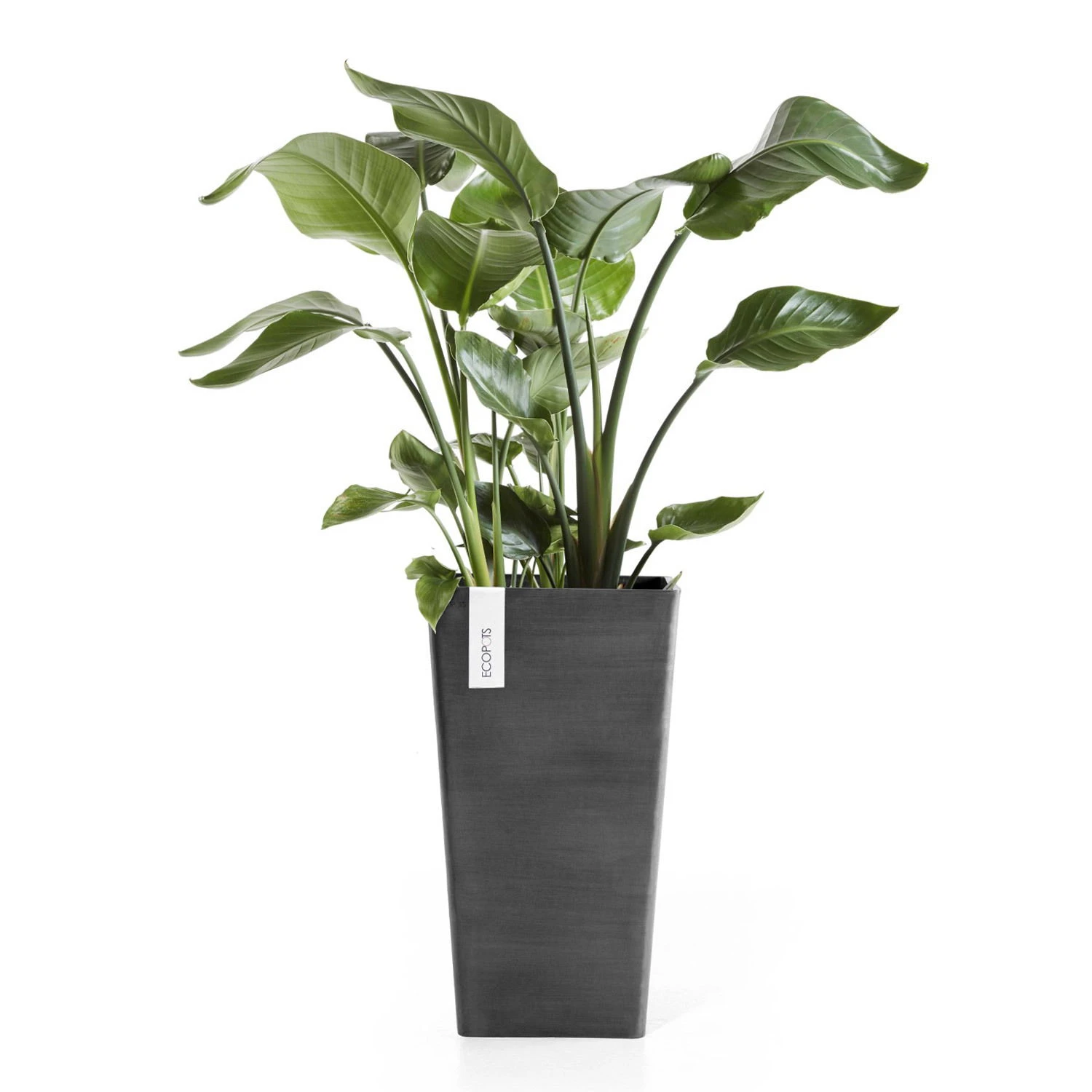 Pflanzgefäß 'Rotterdam MidHigh', Dunkelgrau, Ø 31 X H 56 Cm - Image 2