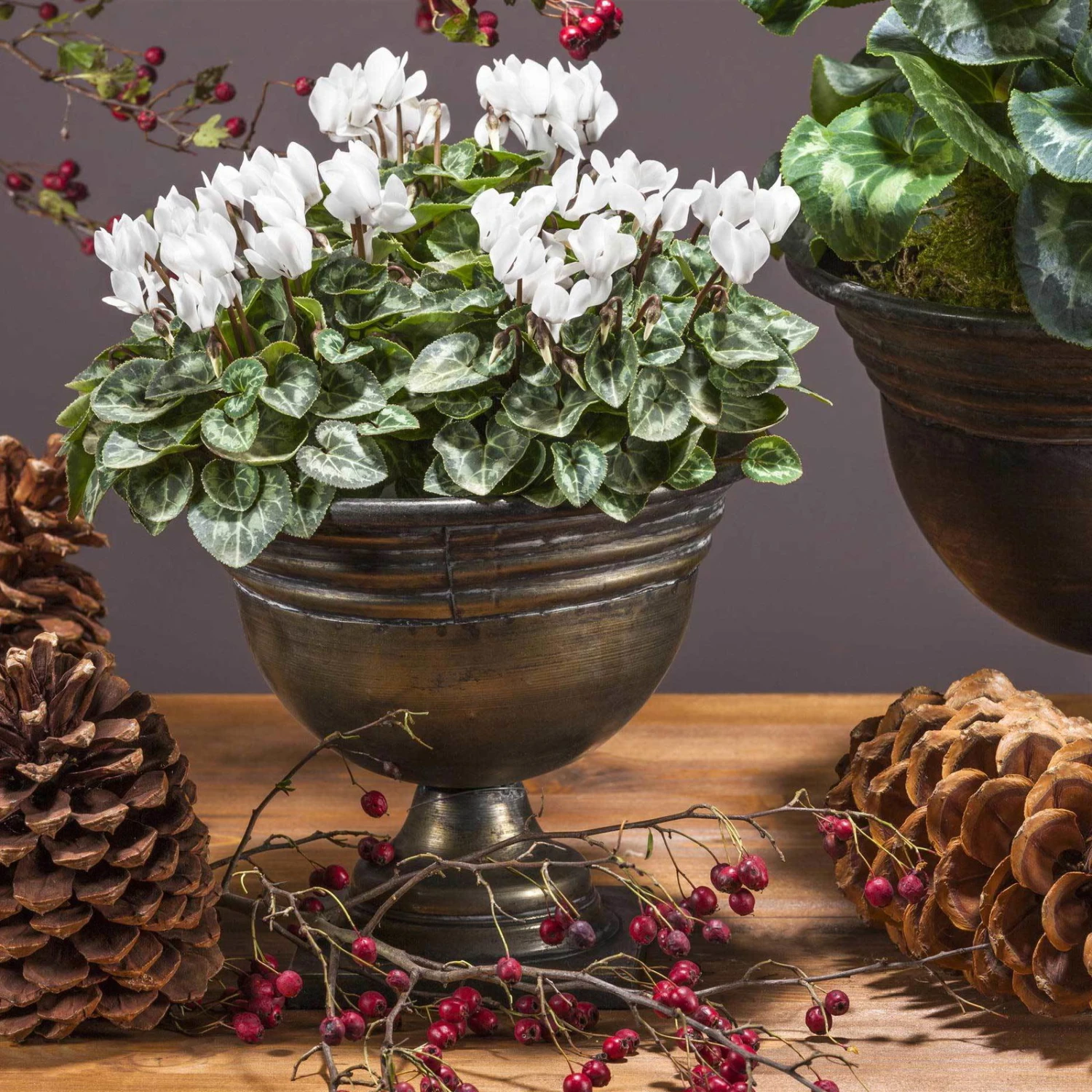 Alpenveilchen 'Outland', Weiß, Topf-Ø 10,5 Cm, 6er-Set - Image 2