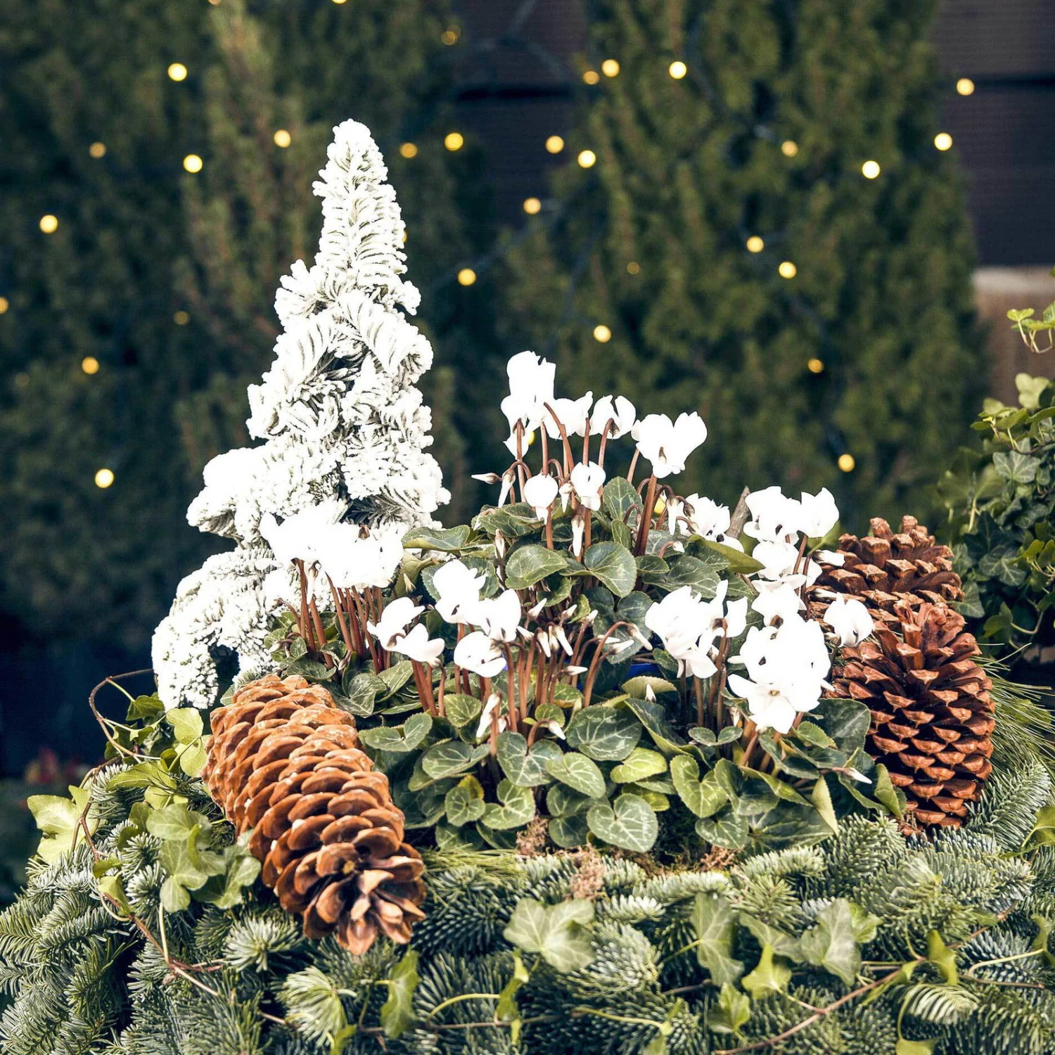 Alpenveilchen 'Outland', Weiß, Topf-Ø 10,5 Cm, 6er-Set - Image 4