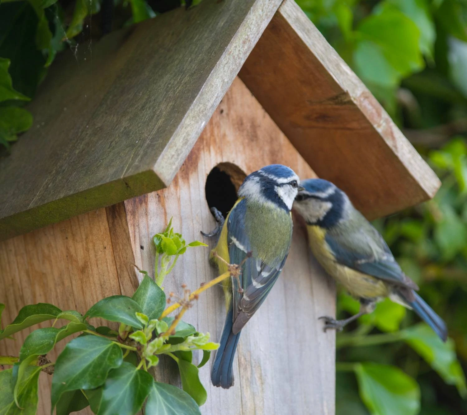 Nistkasten Für Blaumeisen - Image 2